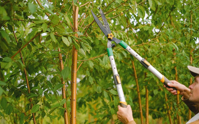 Tree trimming in Alviso, CA